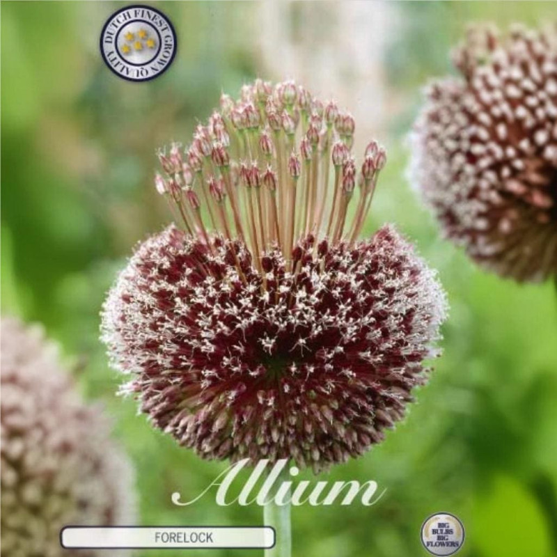 Bulbi de Allium Ambalati "Forelock" (14-16) - Bulbshop