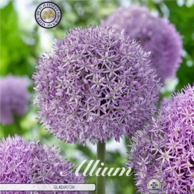Allium Ambalati "Gladiator" 3 Bulbi (20-24) - Bulbshop