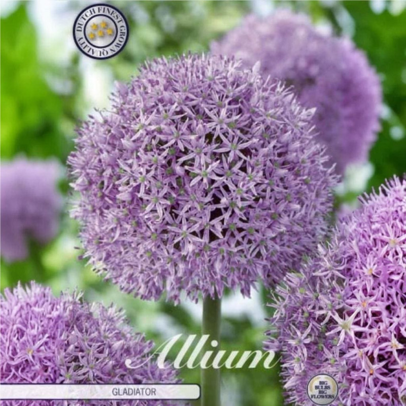 Bulbi Allium Ambalati "Gladiator" (20+) - Bulbshop
