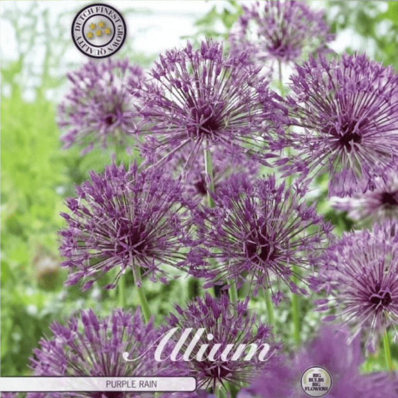 Allium Ambalati "Purple Rain" 3 Bulbi (10-12) - Bulbshop