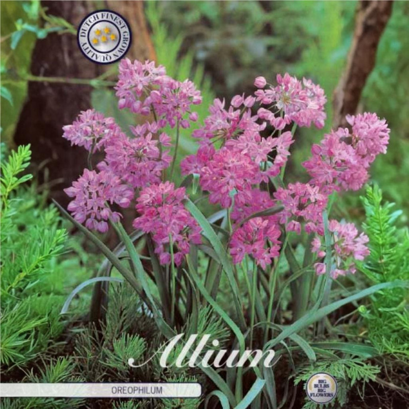 Allium Ambalati "Oreophilum" 10 Bulbi (5+) - Bulbshop
