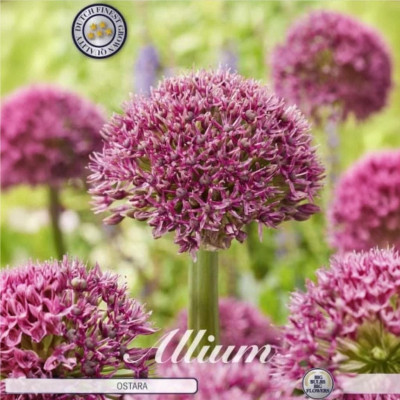 Allium Ambalati "Ostara" 3 Bulbi (14-16) - Bulbshop