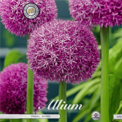 Allium "Pinball Wizard" 3 Bulbi (20-22) - Bulbshop