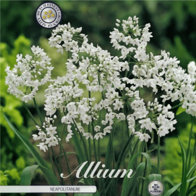Allium Ambalati "Neopolitanum" 20 Bulbi (5-6) - Bulbshop