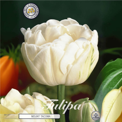 Lalele Ambalate "Mount Tacoma" 15 Bulbi - Bulbshop