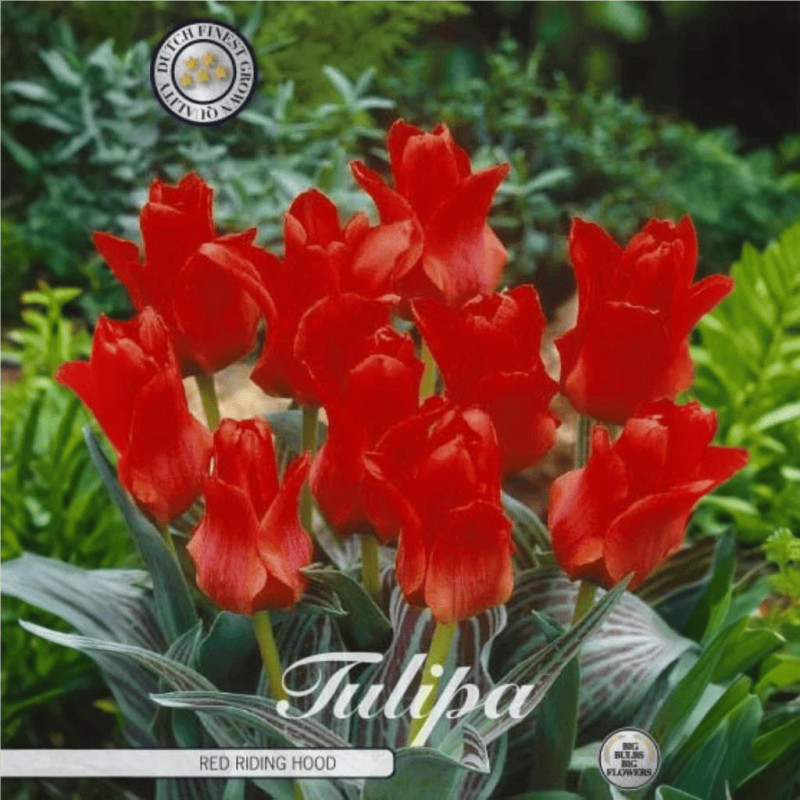 Lalele Ambalate "Red Riding Hood" 15 Bulbi - Bulbshop