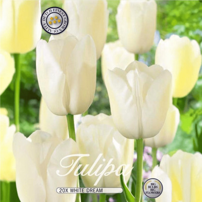 Lalele Ambalate "White Dream" (12+) 10 Bulbi - Bulbshop