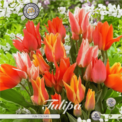 Lalele Ambalate "Fun Colours" (12-14) 5 Bulbi - Bulbshop