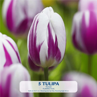 Lalele Ambalate "Purple Prince" (10-11) 5 Bulbi - Bulbshop