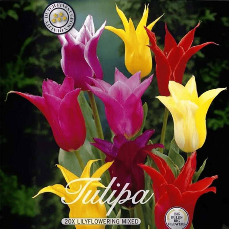 Lalele Ambalate "Lilyflowering Mixed" 20 Bulbi - Bulbshop