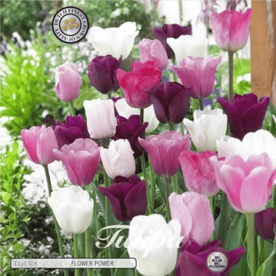 Lalele Ambalate "Flower Power" (12-14) 15 Bulbi - Bulbshop