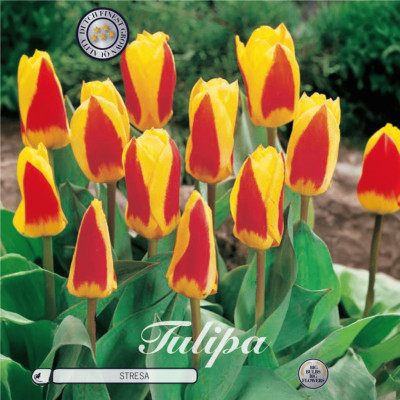 Lalele Ambalate "Stresa" (12-14) 15 Bulbi - Bulbshop