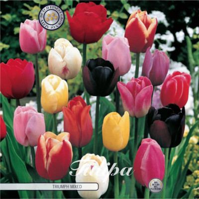 Lalele Ambalate "Triumph Mix" (10-11) 5 Bulbi - Bulbshop