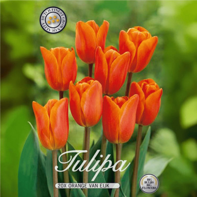Lalele Ambalate "Orange Van Eijk" 5 Bulbi - Bulbshop