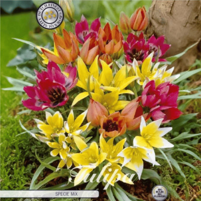 Lalele Ambalate "Specie Mixed" (10-11) 5 Bulbi - Bulbshop