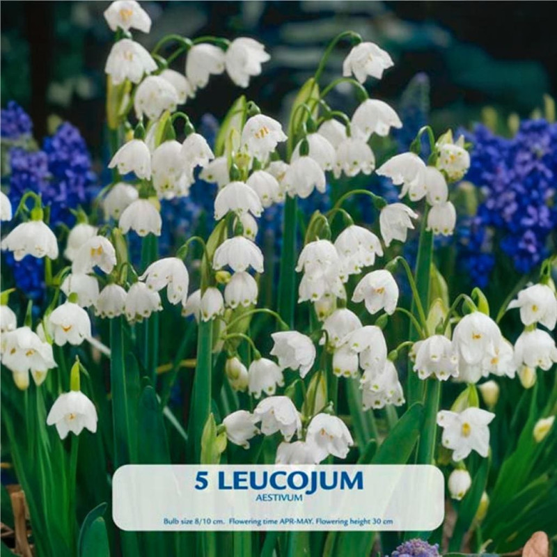 Ghiocel de Vara "Leucojum Aestivum" (10+) - Bulbshop