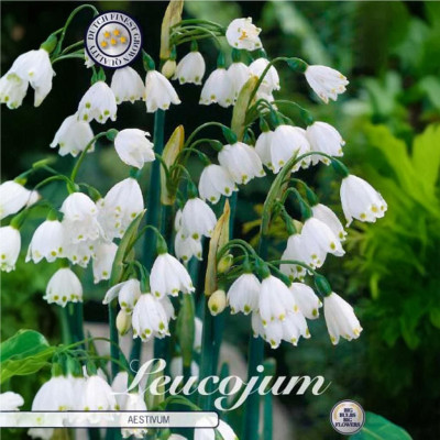 Ghiocel de Vara "Leucojum Aestivum" (8-9) - Bulbshop