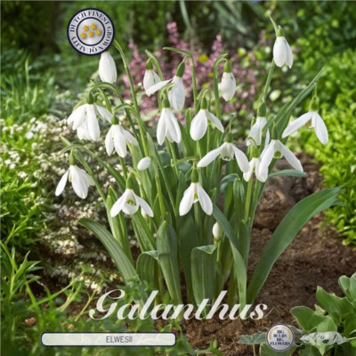 Ghiocel Bulbi Ambalati "Galanthus Elwesii" (5-6) - Bulbshop