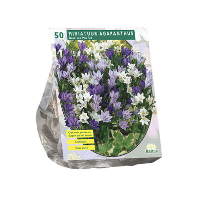 Pachet 290 Bulbi de Flori "Gradina de Primavara" - Bulbshop