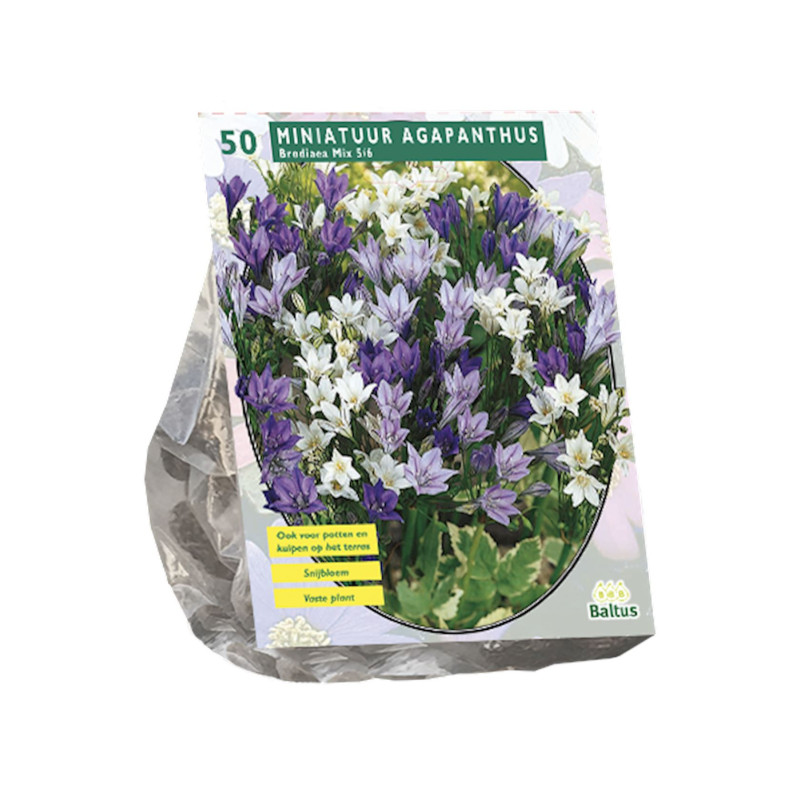 Pachet 290 Bulbi de Flori "Gradina de Primavara" - Bulbshop