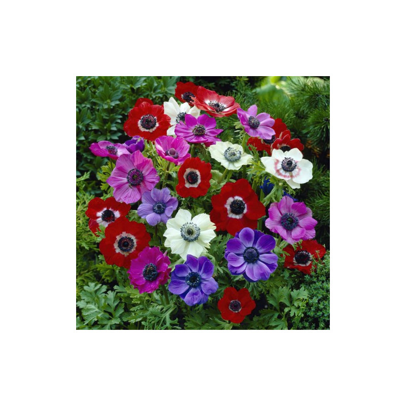 Pachet 290 Bulbi de Flori "Gradina de Primavara" - Bulbshop