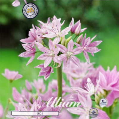 Allium Ambalati "Eros" 10 Bulbi (5-6) - Bulbshop