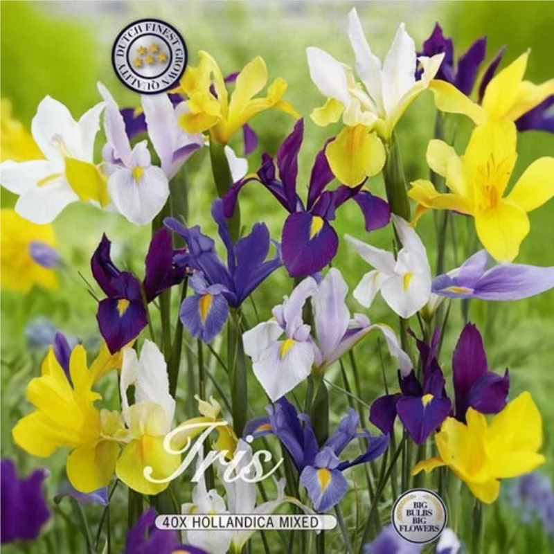 Iris Hollandica Ambalati "Mixed" 40 Bulbi - Bulbshop
