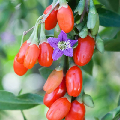 Goji Rosu - Pom Fructifer Anul 3 - Radacina Ambalata