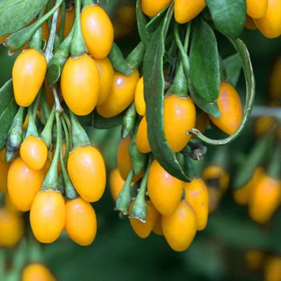 Goji Auriu - Pom Fructifer Anul 3 - Radacina Ambalata