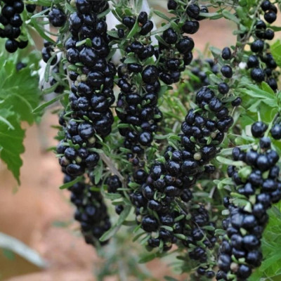 Goji Negru - Pom Fructifer Anul 3 - Radacina Ambalata