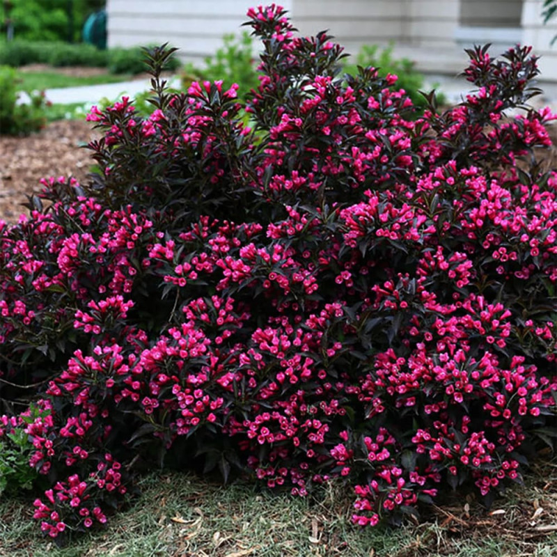 Weigela Floribunda Violet - Ghiveci 3L - 80-100cm