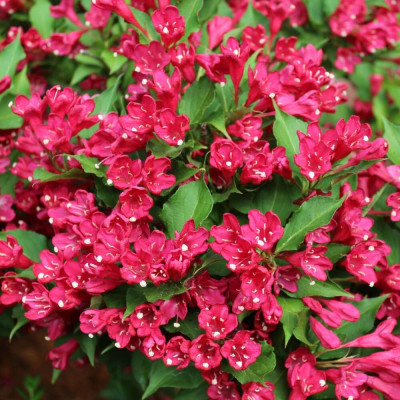 Weigela Floribunda Rosie "Red Prince" - Ghiveci 3L - 80-100cm