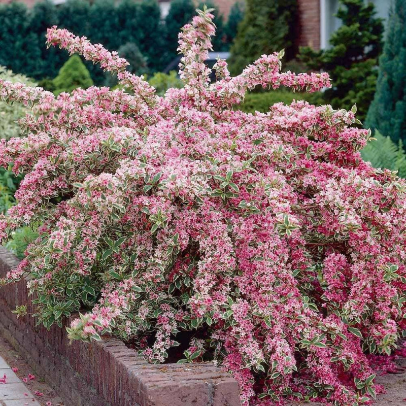 Weigela Variegata - Ghiveci 3L - 80-100cm