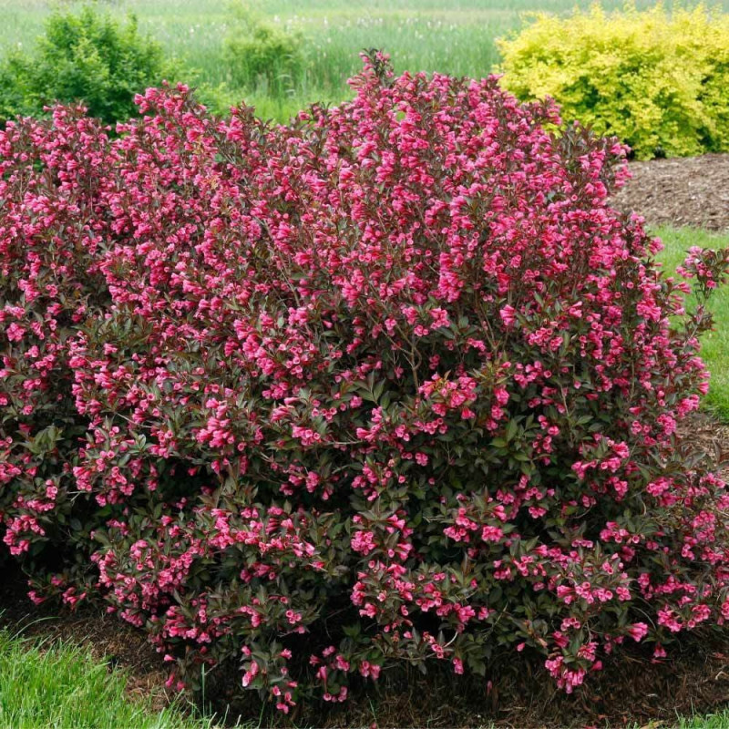 Weigela Florida Rosea - Ghiveci 3L - 80-100cm