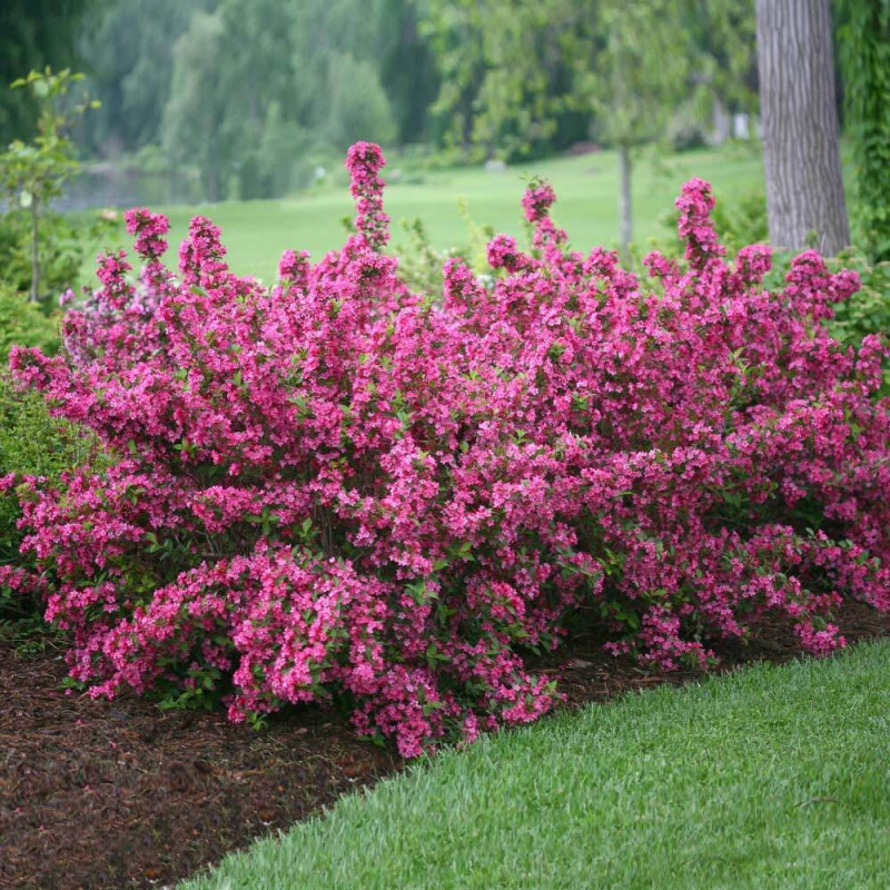Weigela Florida Roz - Anul 3 - Radacina Ambalata