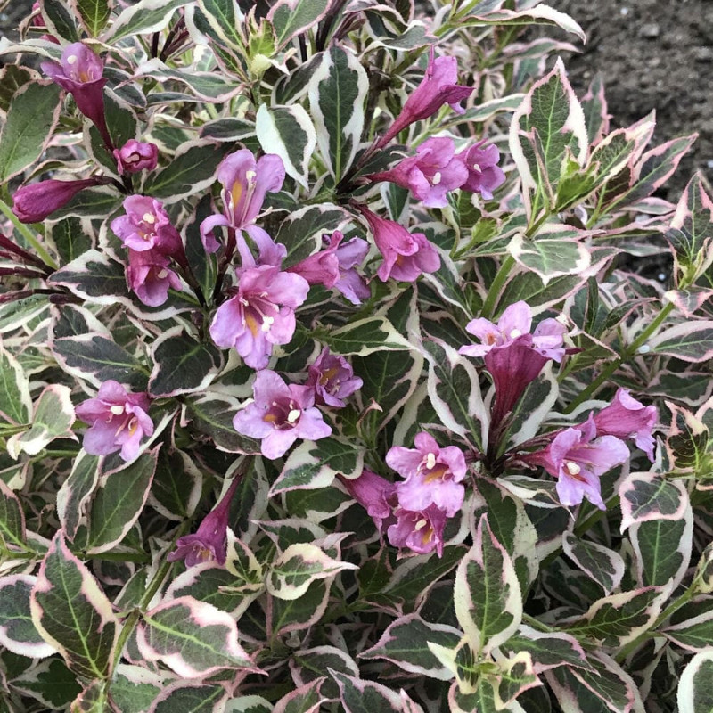 Weigela Monet Roz - Anul 3 - Radacina Ambalata