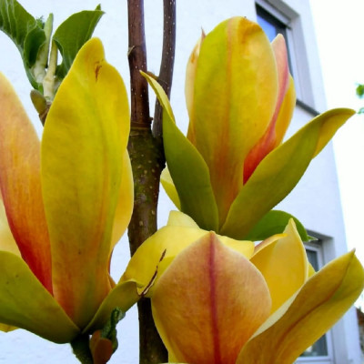 Magnolie Galbena "Sunsation" - Ghiveci P9 - Transport