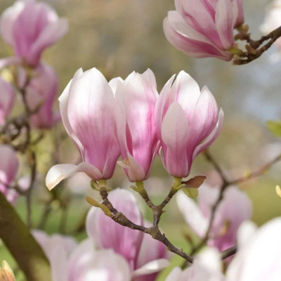 Magnolie Roz "Soulangeana" - Ghiveci P9 - Transport
