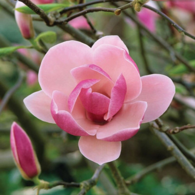 Magnolie Roz "Rustica Rubra" - Ghiveci P9 - Transport