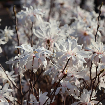 Magnolie Alba "Royal Star" - Ghiveci P9 - Transport