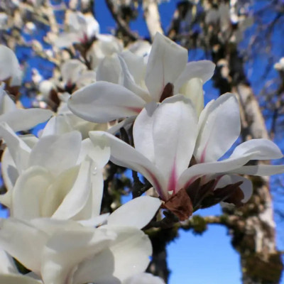 Magnolie Alba "Merril" - Ghiveci P9 - Transport