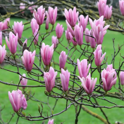 Magnolie Mov "Heaven Scent" - Ghiveci P9 - Transport