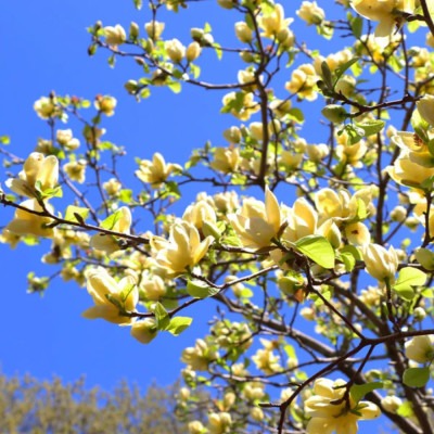 Magnolie Lime "Butterfly" - Ghiveci P9 - Transport