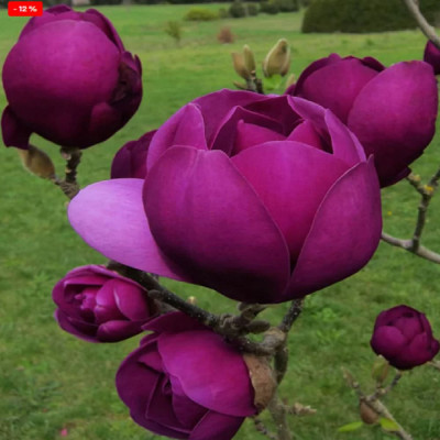 Magnolie Violet "Black Tulip" - Ghiveci P9 - Transport