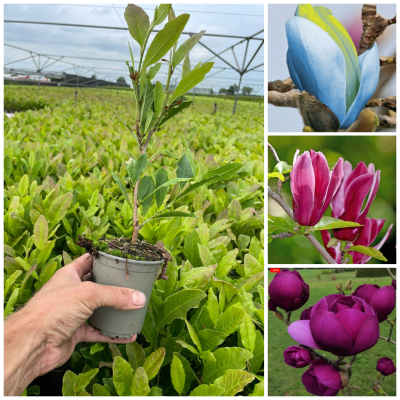 Promotie Set 3 Magnolii - Ghiveci P9 - (20-35 cm) - Bulbshop