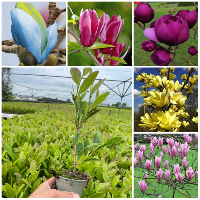 Promotie Set 3 Magnolii - Ghiveci P9 -  Transport - (30-50cm)