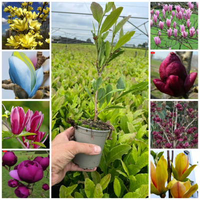 Promotie Set 9 Magnolii (8+1 Cadou) - Ghiveci P9 -  Transport - (30-50cm)
