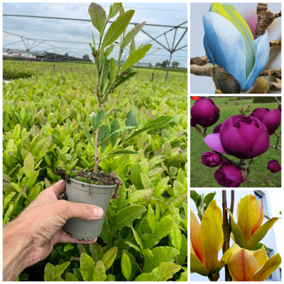 Promotie Set 3 Magnolii - Ghiveci P9 -  Transport - (30-50cm)