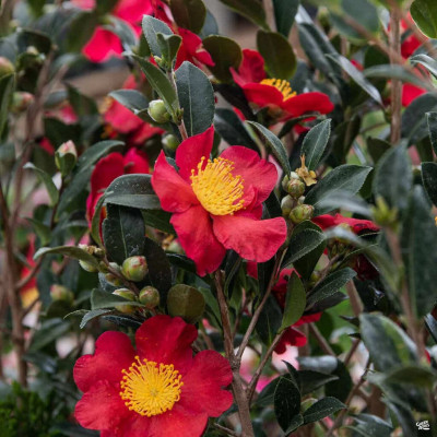 Camelia Japonica "Yuletide" Ghiveci 2L 40-50cm