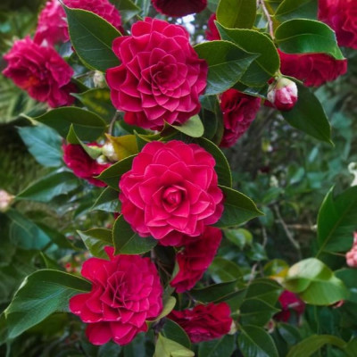 Camellia Japonica "Roger Hall" Ghiveci 2L 50-60cm - Boboci la Livrare